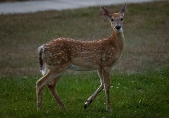 Image for story: MDOT looking to study wildlife crossing hotspots