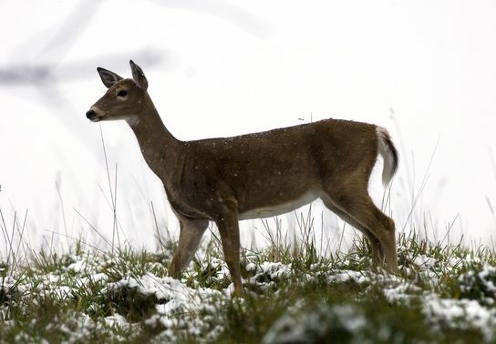 Image for story: MDOT and DNR apply for funds to study Michigan hotspots for wildlife crashes