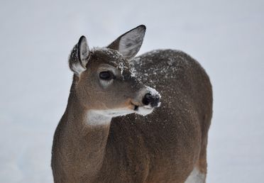 Image for story: POLL: How many times have you hit a deer with your car?