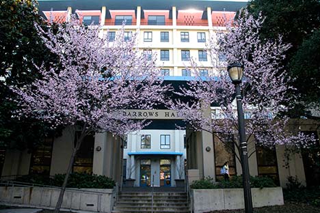 Building with stairs leading to doors and two blossoming trees on either side