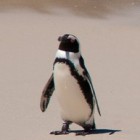 Linux-Userspace: Systemd bekommt eigenes Mount-Werkzeug