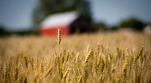 A sole head of wheat is in focus among a big field, with a red barn out of focus far behind.