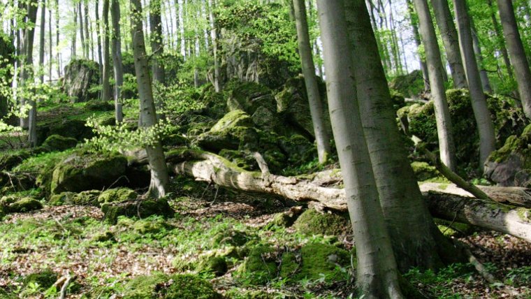 Laubwald im Naturwald Saubrink