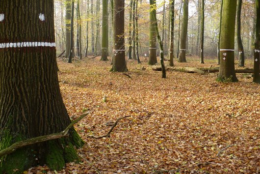 Wald mit vielen licht stehenden, dicken alten Eichen