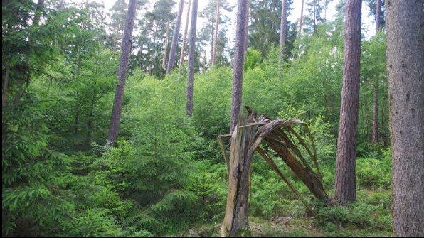 Totholz vor Buchenverjüngung (Foto: F. Heimsch)