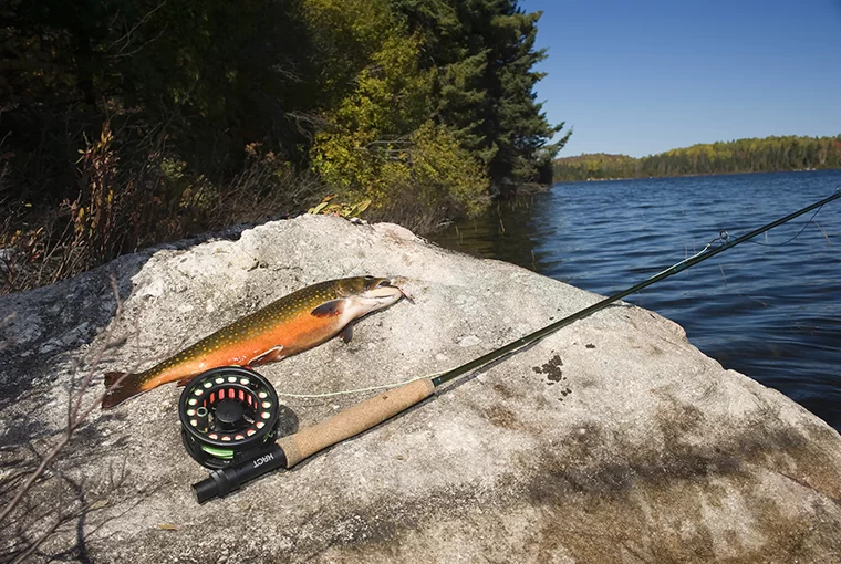 Fish on a Rock