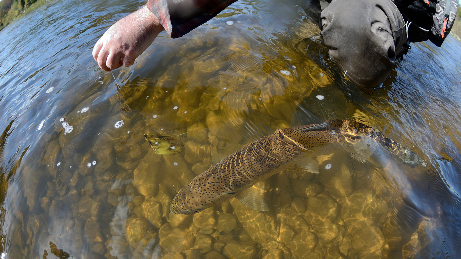 Angler with trout in river