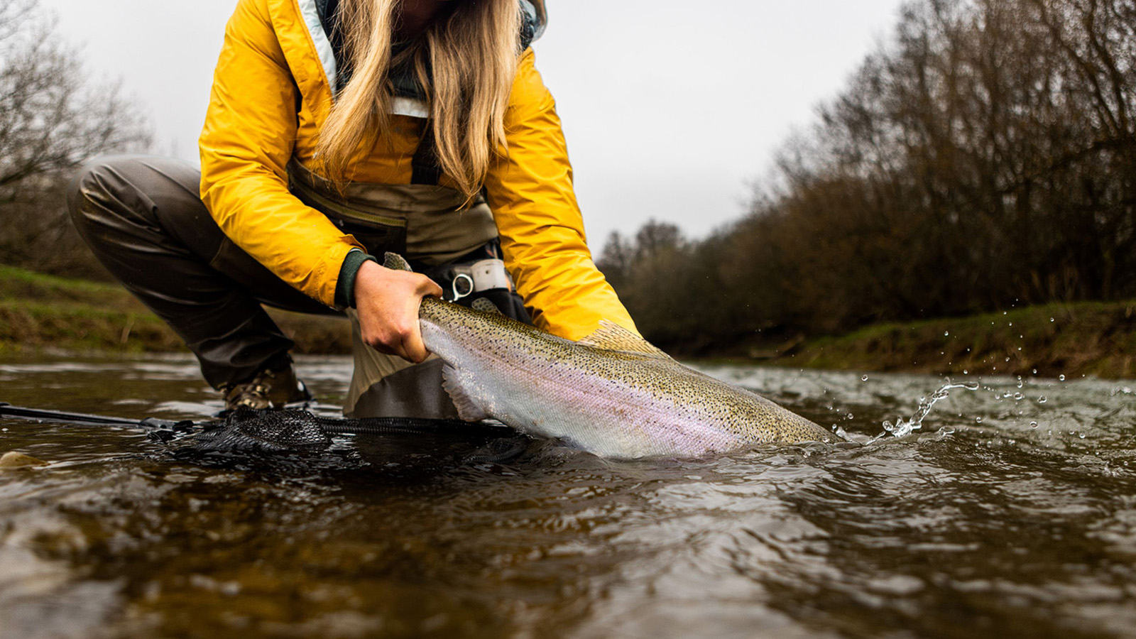 Angler releasing trout into river