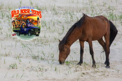 Corolla Wild Horse Tours