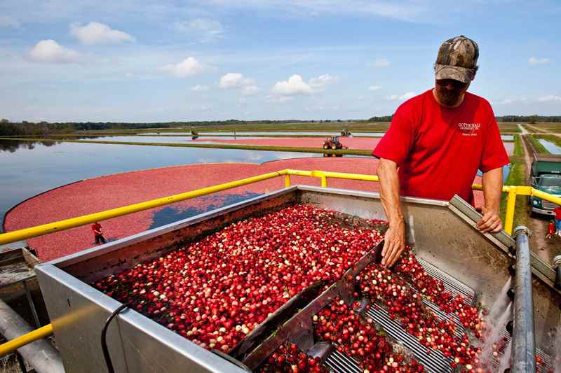 cranberry fest