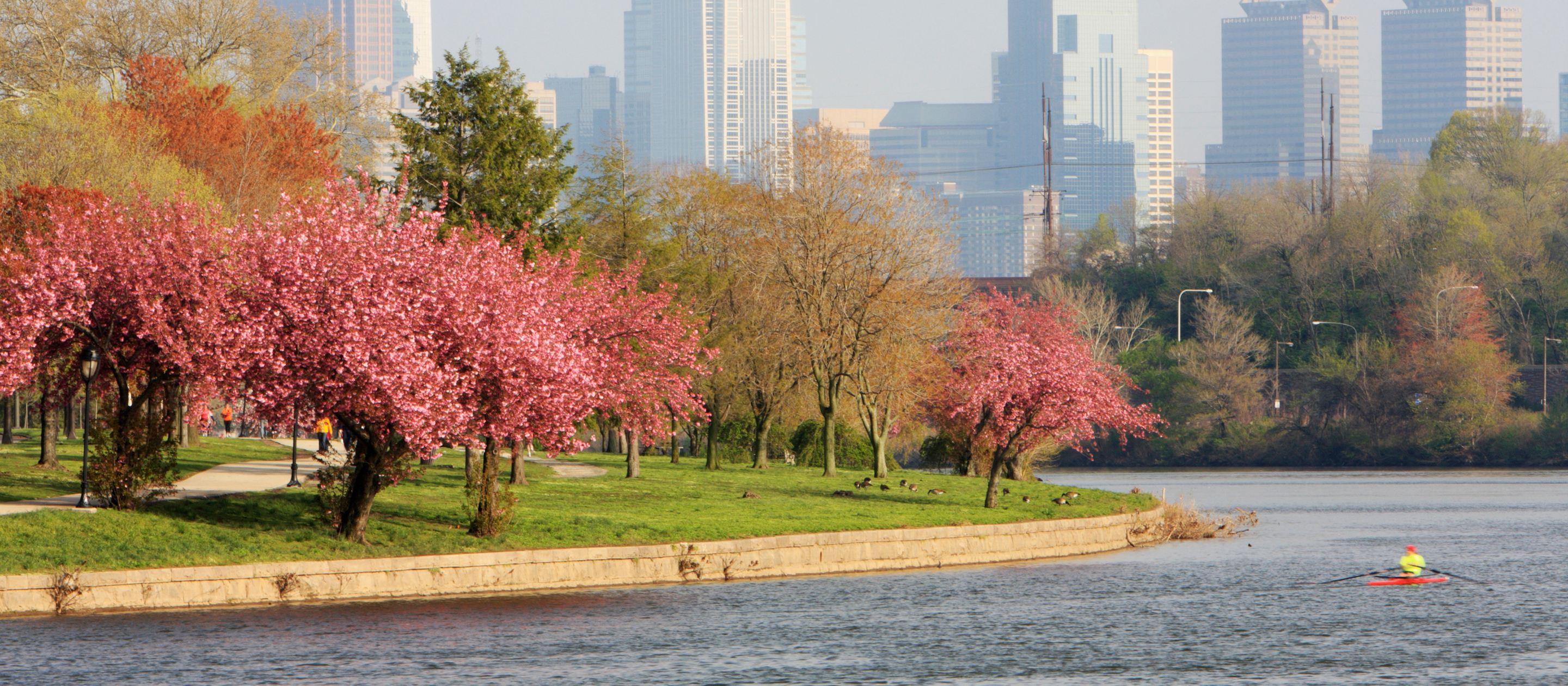 Park with trees and a city in the background