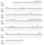 Thumbnail of Partial HA1 domain cDNA sequences from five 1918–19 cases. A 563-bp fragment encoding antigenic (19,20) and receptor-binding (21) sites of the HA1 domain is shown, with the sequences aligned to A/Brevig Mission/1/1918 (BREVIG18) (15). Dots represent sequence identity as compared to BREVIG18. The numbering of the nucleotide sequence is aligned to A/PR/8/1934 (GenBank accession no. NC_002017) and refers to the sequence of the gene in the sense (mRNA) orientation. The partial HA1 trans